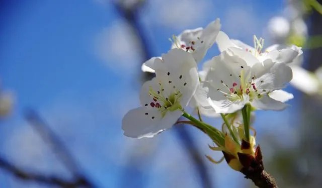 成都包车到拉萨大约需要多少费用?