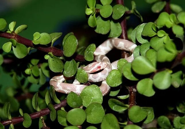 已婚女人梦见被蛇缠身是什么意思 梦见被蛇缠身预兆什么