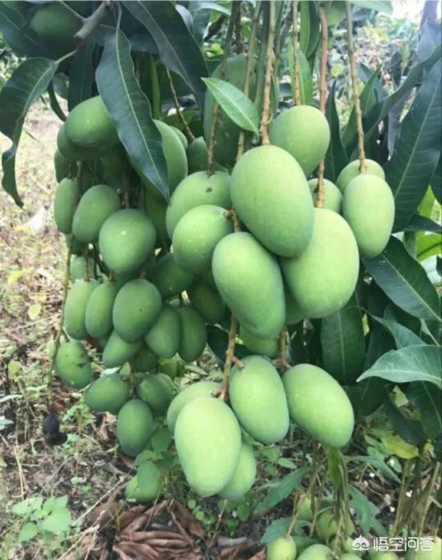 芒果是如何进行种植的？怎样用种子来育苗？