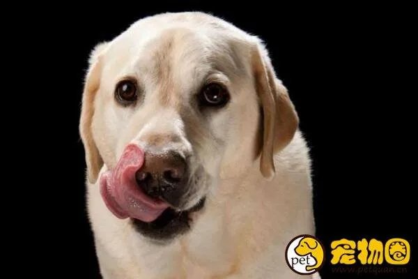 狗吃人事件是真是假,与主人关系越好越容易吃主人尸体