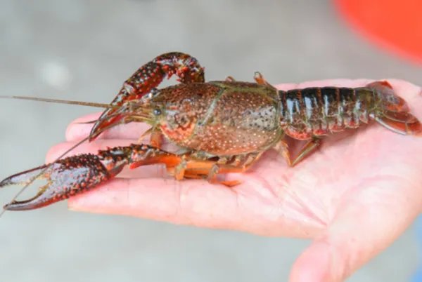 养龙虾需要什么条件和技术视频