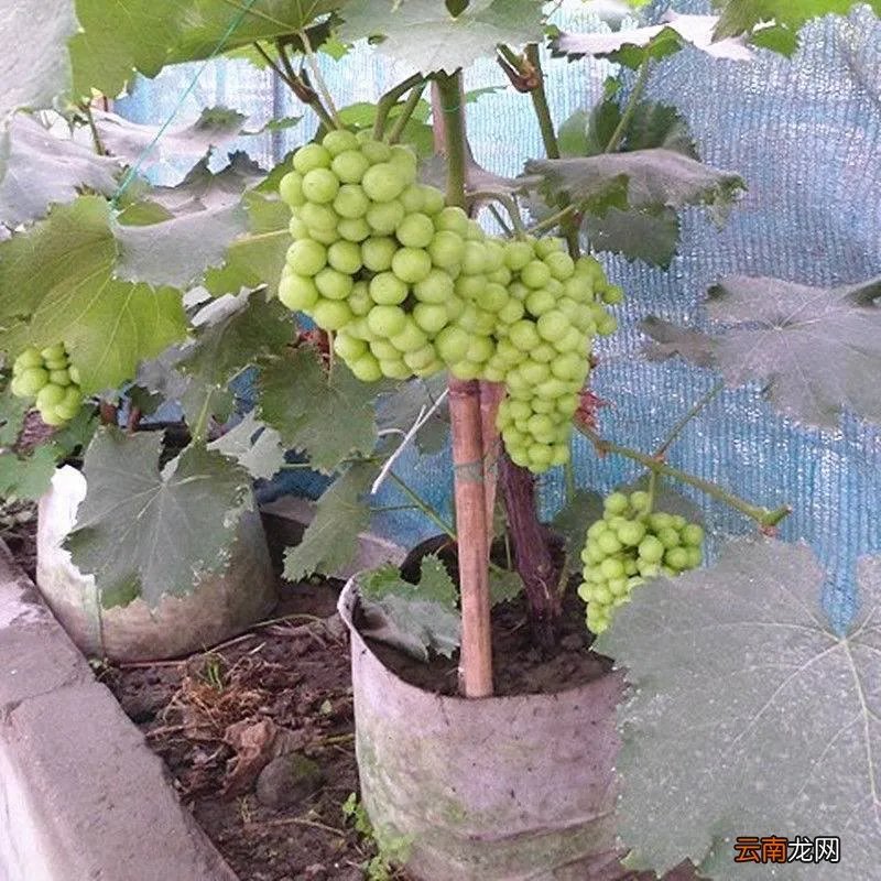 怎样种葡萄视频教程 种植方法 家庭怎么种盆栽葡萄