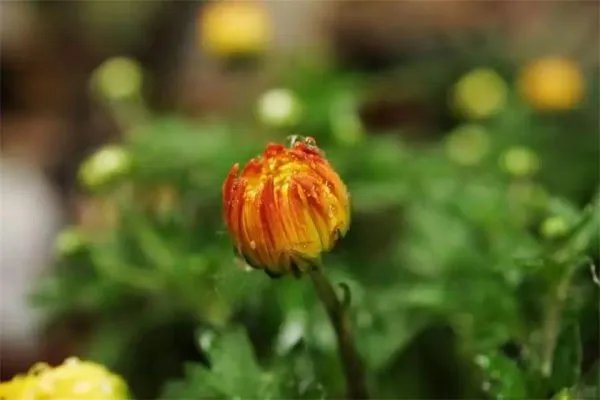 菊花开过和没开过的区别 菊花开在什么季节