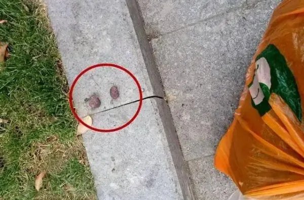 牡丹江一小区11只宠物犬相继被毒死，系小区保安投毒，如何看待此事？