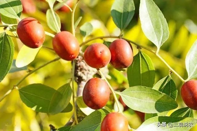 现在冬枣价格多少钱一斤？南方种植冬枣的前景如何？