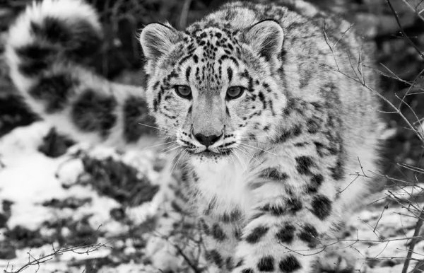 大熊猫降级后还有那个动物被降级了？