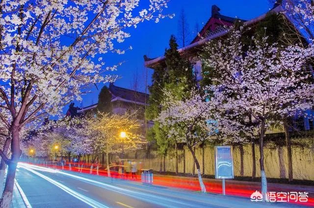 南京鸡鸣寺的樱花什么季节开？