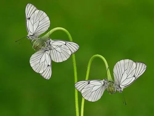 上联：雨梳冬风丝丝凉，如何对下联？