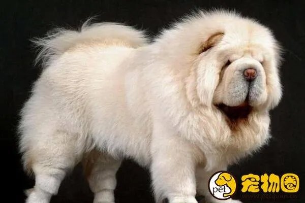 狗吃人事件是真是假，与主人关系越好越容易吃主人尸体