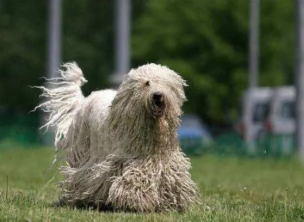 十大名犬分别是哪些品种的?