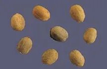 谁有中草药名称和图片大全