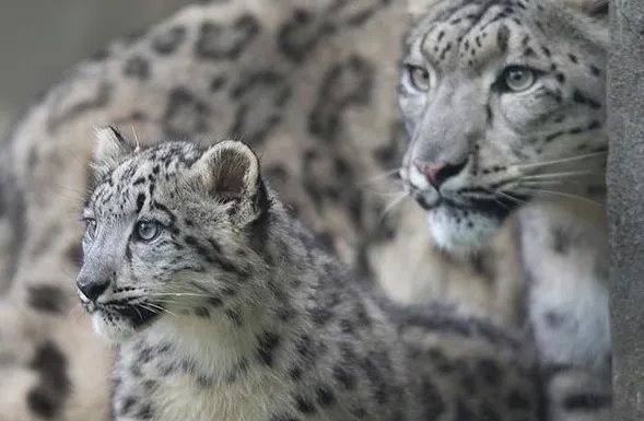 大熊猫降级后还有那个动物被降级了？