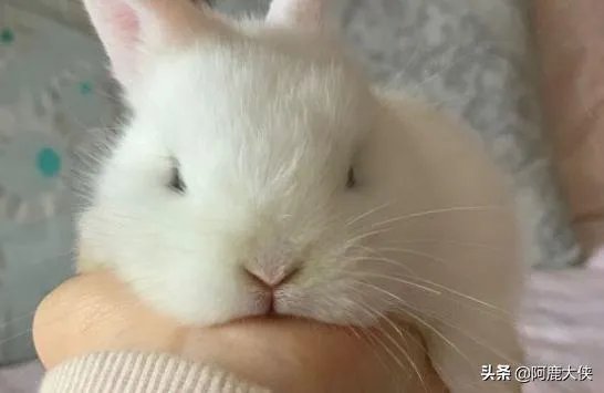 宠物兔怎么养？