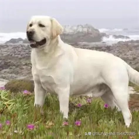 杜高与拉布拉多谁厉害？