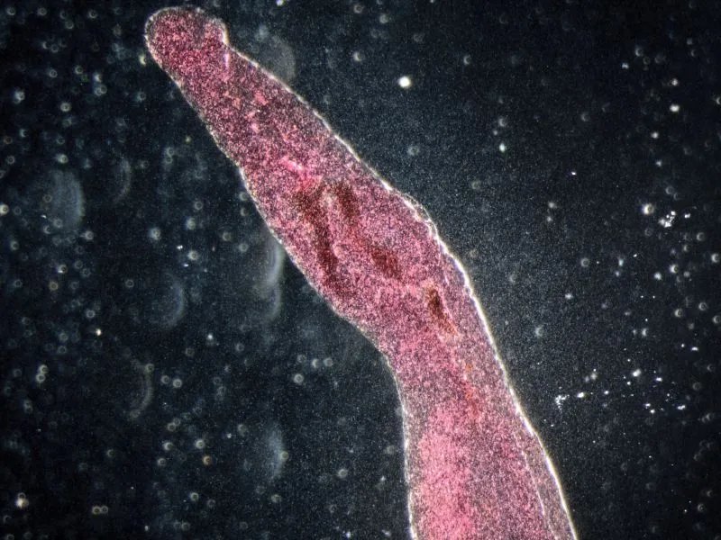 麦地那龙线虫的危害