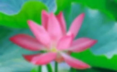 含有荷花的诗句