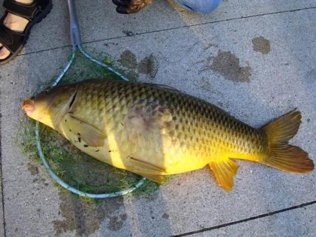 海口钓淡水鱼和海鱼的地方有哪些？