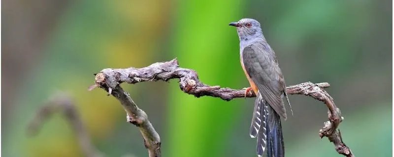 杨花落尽子规啼中的子规指的什么鸟
