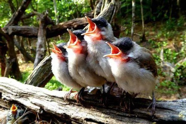 天快亮时鸟儿叫得挺欢，天彻底亮后怎么不叫了？