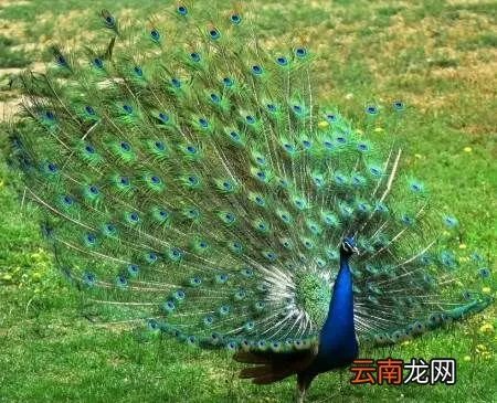 印度的国鸟是什么？