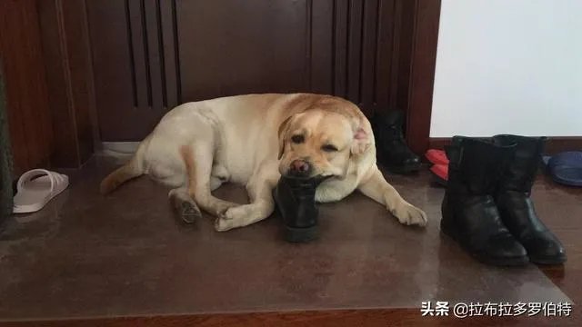 杜高与拉布拉多谁厉害？