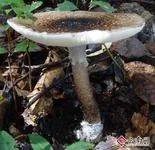 山东常见野生食用蘑菇