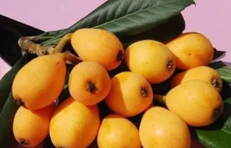 苏轼的诗“卢橘杨梅次第新”中的“卢橘