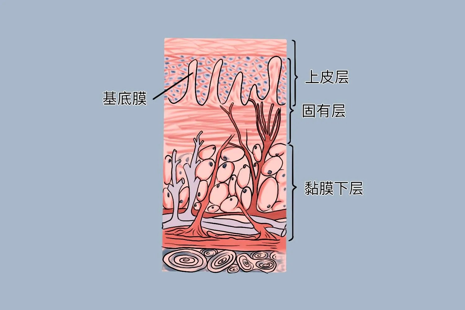 口腔黏膜组织结构图