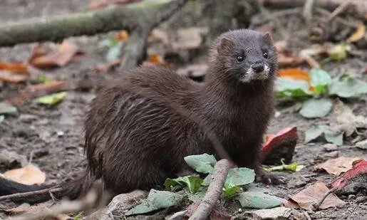 丹麦将扑杀至少250万只水貂是怎么回事 丹麦政府是这么解释的