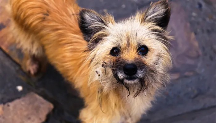 狗狗大便带血怎么治疗 狗狗大便干燥拉不出来怎么办