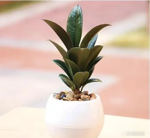 橡皮树的养殖方法