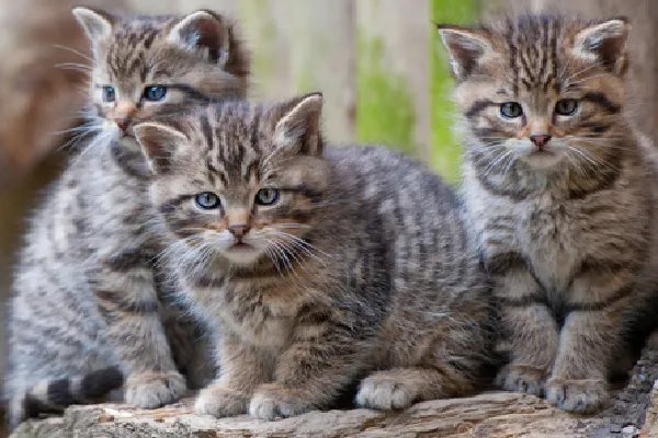 被猫抓伤了怎么办