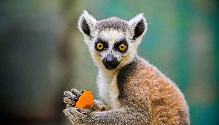 猴年是哪年 猴年的年份有哪些