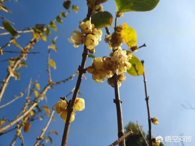 过年是否就是一家人团团圆圆在一起呢？