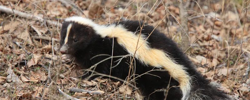 臭鼬是什么动物 臭鼬属于什么科动物