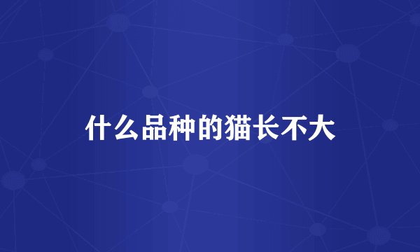 什么品种的猫长不大