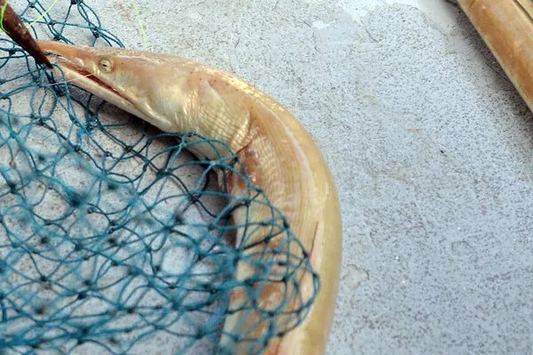 用活蛇泡酒有什么好处和坏处