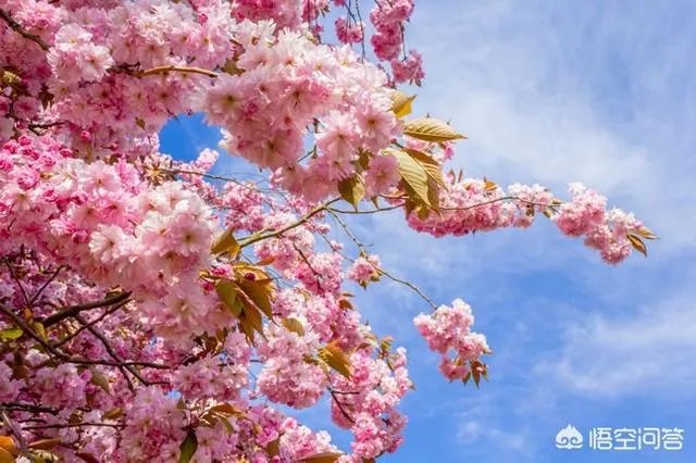 南京鸡鸣寺的樱花什么季节开？