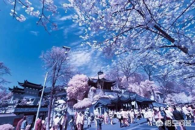 南京鸡鸣寺的樱花什么季节开？