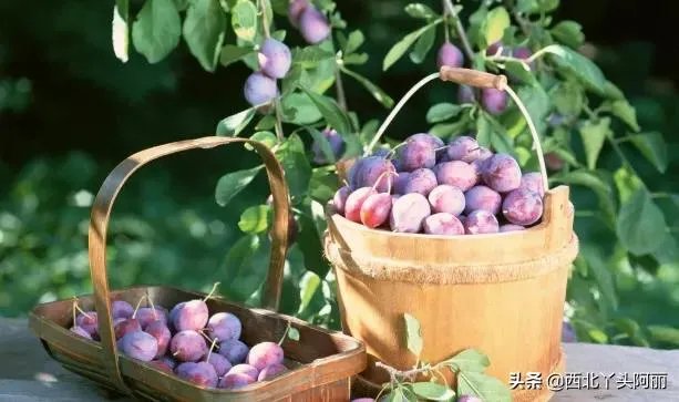 西梅是澳洲还是智利的好