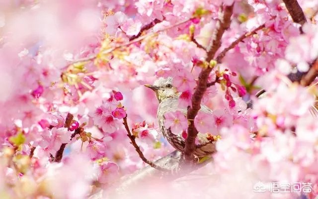 南京鸡鸣寺的樱花什么季节开？