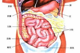 肋骨下面是什么部位