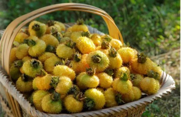 刺梨价格是什么样的？