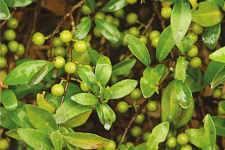 酸藤子图片功效与作用