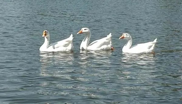 推究哲理的近义词是什么 标准答案？