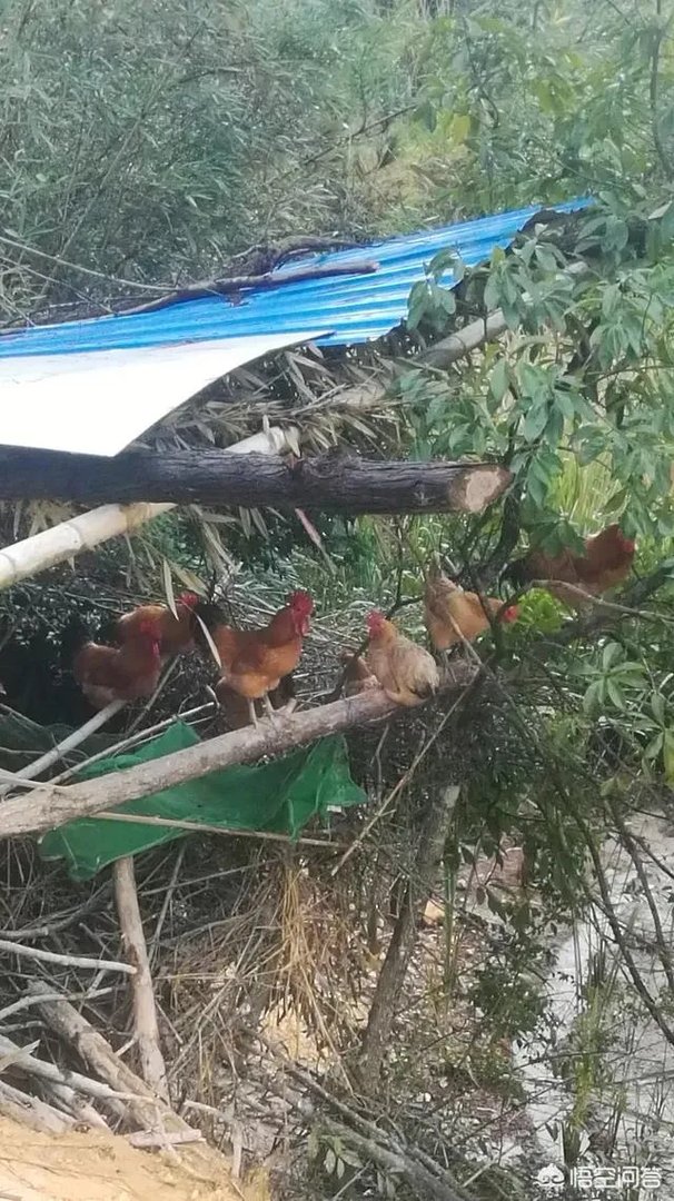 现代农业产业园该如何创建？