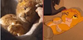 《狮子王》真人版是真的吗 只有一个实拍是怎么回事