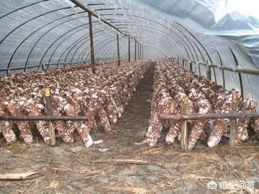 香菇种植方法？