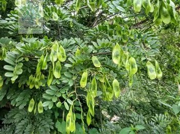 这是什么树？有没有高人指点一下！谢谢！