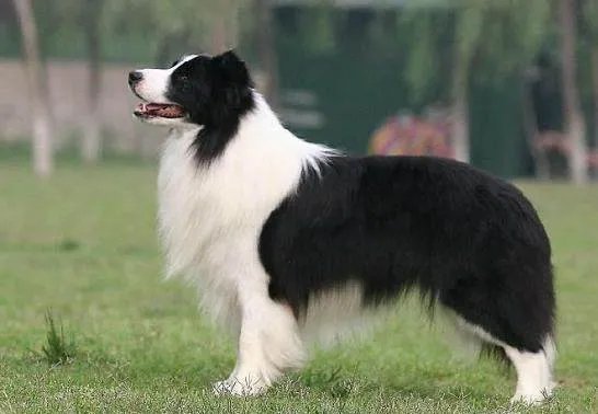 十大名犬分别是哪些品种的？